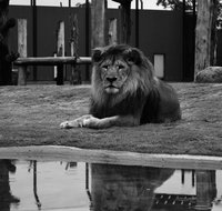 Hunter Valley Zoo - Maitland Accommodation