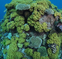 Keeper Reef Dive Site - Maitland Accommodation