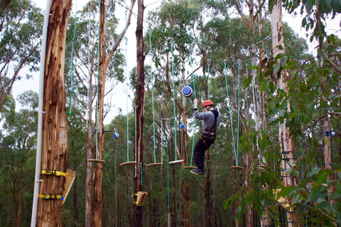 Kinglake Forest Adventures - Maitland Accommodation 0