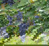 Luskintyre - Maitland Accommodation