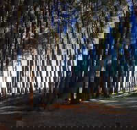 Mountain Bike Trails Tumbarumba - Maitland Accommodation