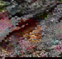 Pelorus and Orpheus Islands - Maitland Accommodation