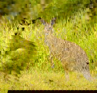 Perseverance - Maitland Accommodation