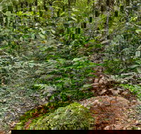 Red Cedar Loop - Maitland Accommodation