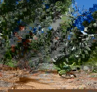Scorpion Trail Kalamunda Mountain Bike Trails - Maitland Accommodation