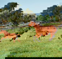 Scone - Maitland Accommodation