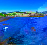Snorkelling Montague Island - Maitland Accommodation