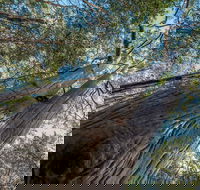 Wallumatta Nature Reserve - Maitland Accommodation