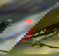 Weddin Bird Trails - Maitland Accommodation