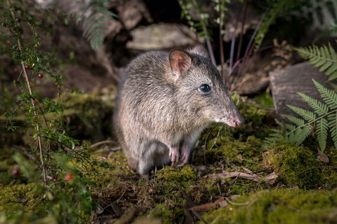 Wildlife Wonders - Maitland Accommodation 0