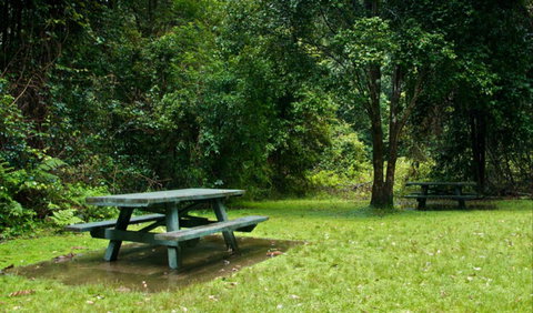 Williams River Picnic Area - Maitland Accommodation 0