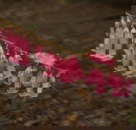 Belgrave - Maitland Accommodation