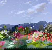 Blue Lotus Water Garden - Maitland Accommodation