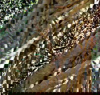 Bundagaree Rainforest Walk - Maitland Accommodation