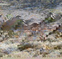 Canning Stock Route - Maitland Accommodation