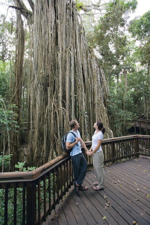 Curtain Fig Tree, Yungaburra - Maitland Accommodation 0