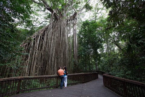 Curtain Fig Tree, Yungaburra - Maitland Accommodation 1
