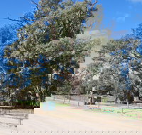 Giant Gum Tree - Maitland Accommodation