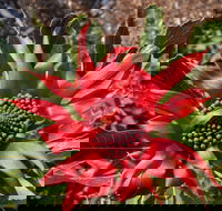 Inverawe Native Gardens - Maitland Accommodation