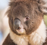 Kyabram Fauna Park - Maitland Accommodation