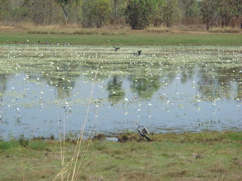 Leaning Tree Lagoon Nature Park - Maitland Accommodation 0