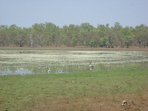 Leaning Tree Lagoon Nature Park - Maitland Accommodation 1