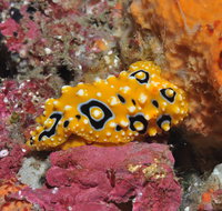 Magic Mountain Dive Site - Maitland Accommodation