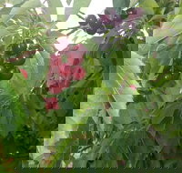 Martin's Orchard - Maitland Accommodation