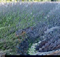 Melton - Maitland Accommodation