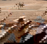 Monarto Safari Park - Maitland Accommodation