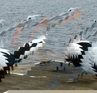 Pelican Feeding - Maitland Accommodation