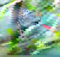 Satinbird Stroll - Maitland Accommodation