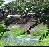 Summerland Antiques and Garden Centre - Maitland Accommodation