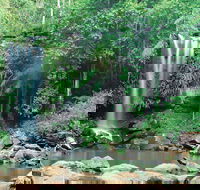 Tamborine National Park - Maitland Accommodation