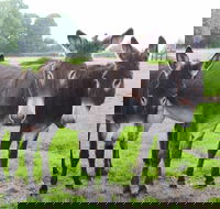 The Good Samaritan Donkey Sanctuary - Maitland Accommodation