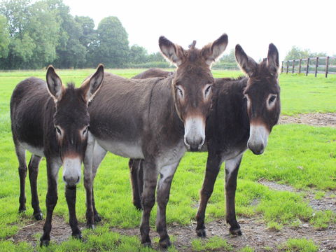 The Good Samaritan Donkey Sanctuary - Maitland Accommodation 0