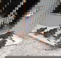 The Patriarch Wildlife Sanctuary - Maitland Accommodation