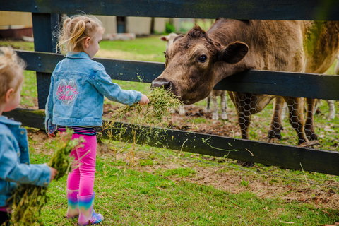 Tobruk Sydney - Maitland Accommodation 1