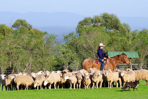Tobruk Sydney - Maitland Accommodation 2