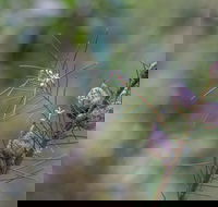 Wallumatta Loop Trail - Maitland Accommodation