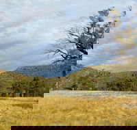 Weddin Mountains National Park - Maitland Accommodation