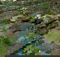 Whian Whian State Conservation Area - Maitland Accommodation