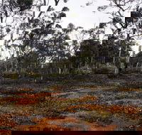 Woylie Walk Dryandra Woodland - Maitland Accommodation