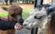 Alpaca Farm Experience At Crookwell - thumb 0