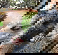 Alpaca Farm Experience at Crookwell