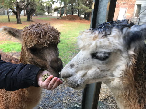 Alpaca Farm Experience At Crookwell - Maitland Accommodation 0