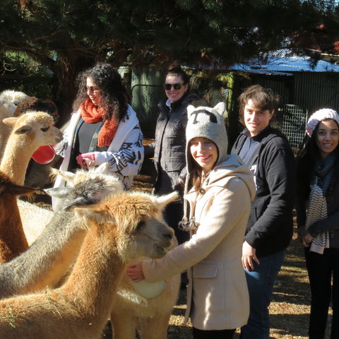 Alpaca Farm Experience At Crookwell - Maitland Accommodation 2