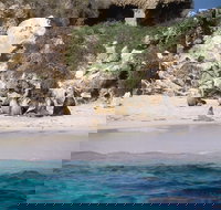 Australian Sea Lions - Maitland Accommodation