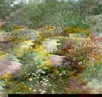 Ben Hall's Cave Walking Track - Maitland Accommodation