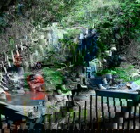 Curtis Falls track Tamborine National Park - Maitland Accommodation